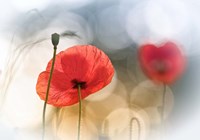 Morning Poppies Fine Art Print