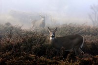 White-Tailed Deer Fine Art Print