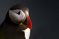 Puffin Portrait Fine Art Print