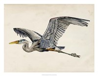 Blue Heron Rendering III Fine Art Print