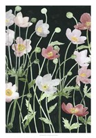 Anemone Dance I Fine Art Print