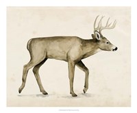 Wandering IV Framed Print