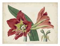 Amaryllis Splendor I Fine Art Print