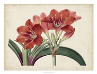 Amaryllis Splendor II Fine Art Print