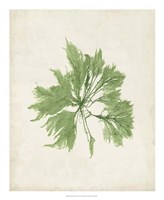Peridot Seaweed I Framed Print