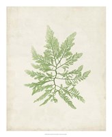 Peridot Seaweed II Framed Print