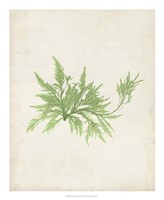 Peridot Seaweed V Framed Print