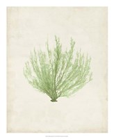 Peridot Seaweed VI Framed Print