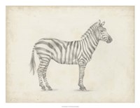 Zebra Sketch Fine Art Print