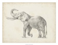 Elephant Sketch I Fine Art Print