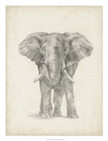 Elephant Sketch II Fine Art Print