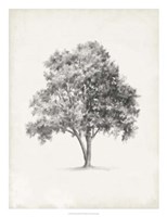 Vintage Arbor Study I Framed Print