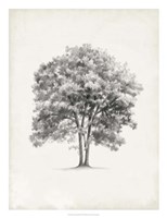 Vintage Arbor Study II Fine Art Print