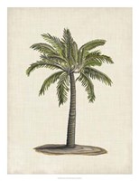 British Palms I Framed Print