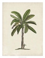British Palms II Framed Print