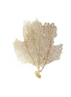 Gold Foil Sea Fan II Framed Print