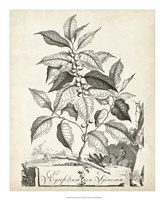 Scenic Botanical III Framed Print