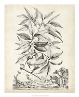 Scenic Botanical IV Framed Print