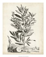 Scenic Botanical VI Framed Print