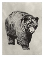Pen & Ink Bear I Framed Print