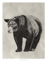 Pen & Ink Bear II Fine Art Print