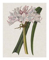 Crinium Lily I Fine Art Print