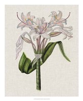 Crinium Lily II Fine Art Print