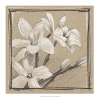 White Floral Study III Fine Art Print