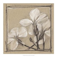 White Floral Study IV Framed Print