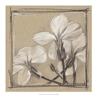 White Floral Study IV Fine Art Print