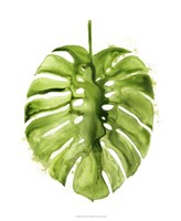 Monstera I Fine Art Print