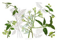 Solanum I Fine Art Print