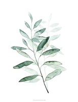 Serene Reed I Fine Art Print