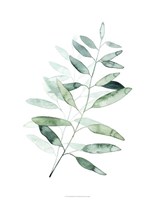 Serene Reed II Fine Art Print