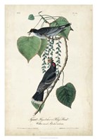 Flycatcher & King Bird Fine Art Print