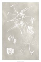 Botanical Schematic I Framed Print