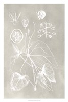 Botanical Schematic II Framed Print