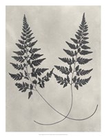 Vintage Fern Study I Fine Art Print