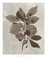 Arbor Specimen I Fine Art Print