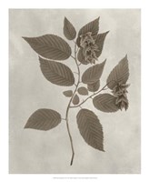 Arbor Specimen II Fine Art Print