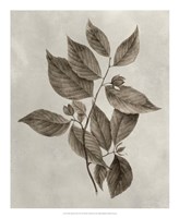 Arbor Specimen III Fine Art Print