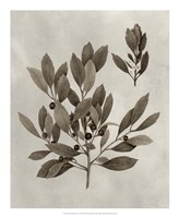 Arbor Specimen IV Fine Art Print