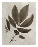 Arbor Specimen V Fine Art Print