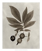 Arbor Specimen VI Fine Art Print