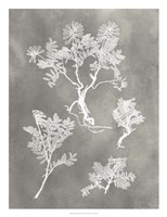 Herbarium Study II Framed Print