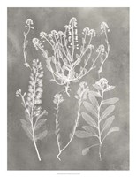 Herbarium Study III Fine Art Print