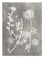 Herbarium Study IV Fine Art Print