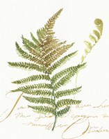 My Greenhouse Fern II Fine Art Print