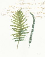 My Greenhouse Fern I Fine Art Print
