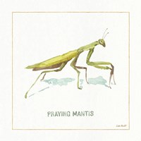My Greenhouse Praying  Mantis Framed Print
